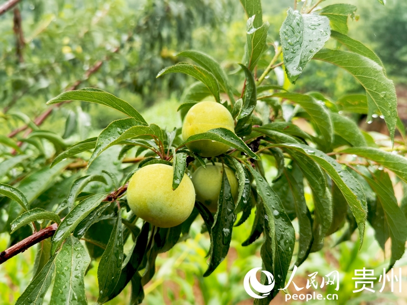 色澤金黃的蜂糖李。人民網(wǎng)記者 王秀芳攝