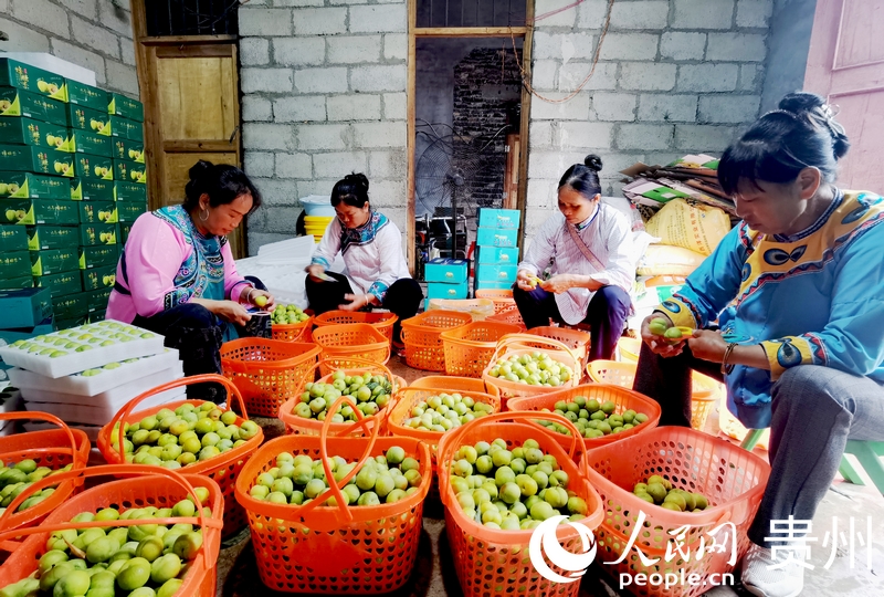 村民正在分選蜂糖李。人民網(wǎng)記者 王秀芳攝