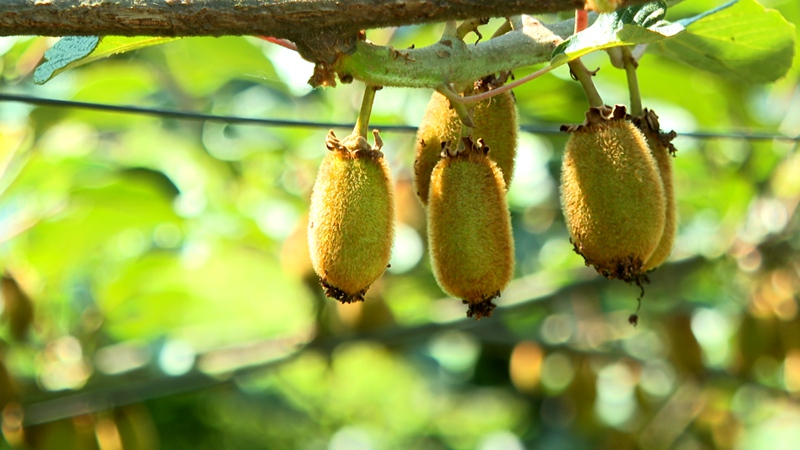 圖為幼果掛滿枝頭。