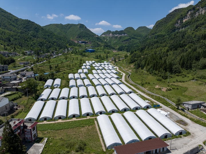 赫章縣草子坪村的70個(gè)平菇大棚。陳春志 攝.jpg