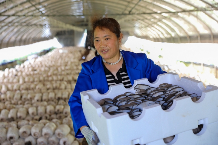 赫章縣草子坪村務(wù)工人員采收蘑菇。陳春志 攝.JPG