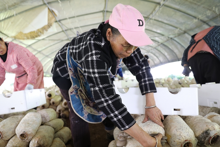 赫章縣草子坪村務(wù)工人員采收蘑菇。陳春志 攝1.JPG