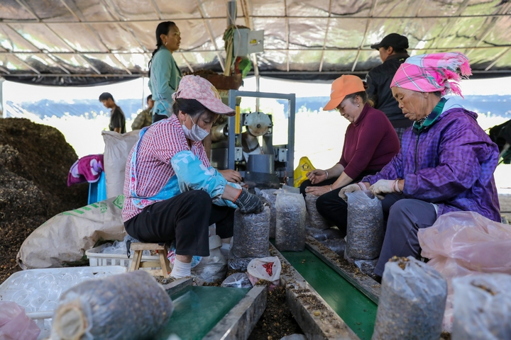 赫章縣草子坪村務(wù)工人員裝袋蘑菇菌棒。陳春志 攝.JPG