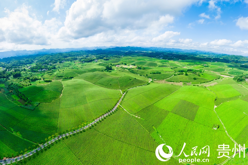 航拍貴州省遵義市湄潭縣萬畝茶海景區。人民網記者 涂敏攝