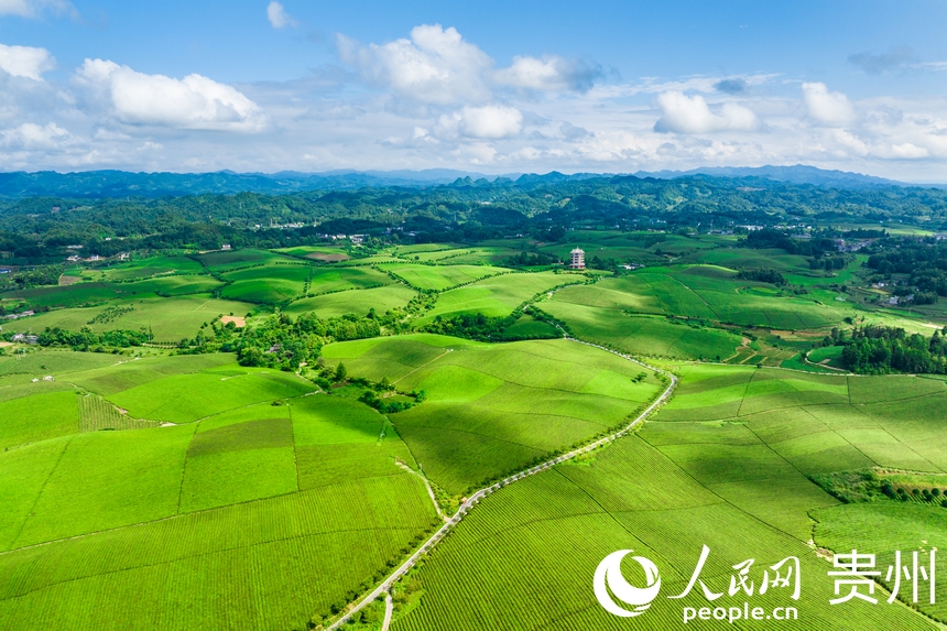 航拍貴州省遵義市湄潭縣萬畝茶海景區。人民網記者 涂敏攝