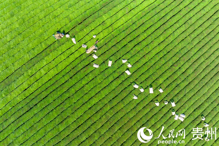 茶農(nóng)在茶園內收茶。人民網(wǎng)記者 涂敏攝