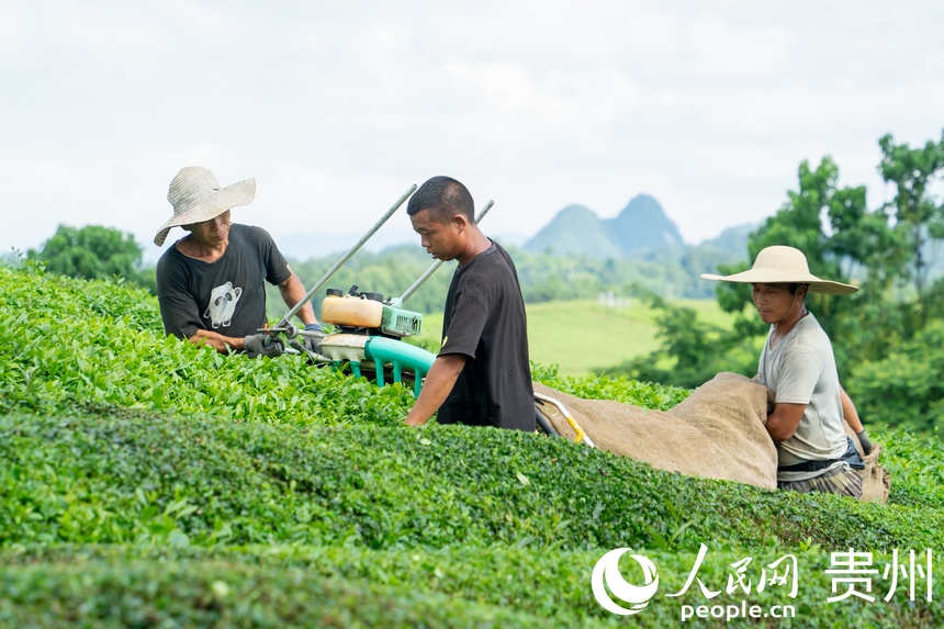 茶農在茶園內收茶。人民網 陽茜攝