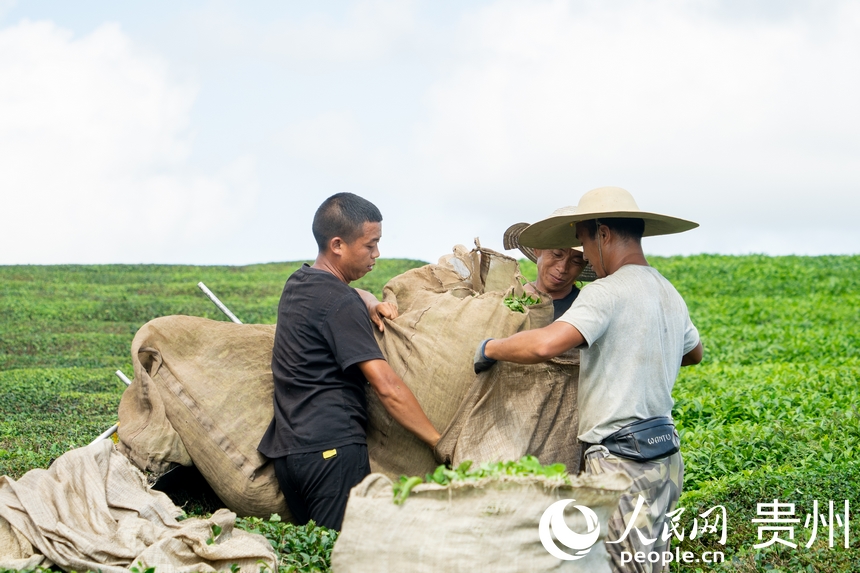 茶農(nóng)在茶園內(nèi)收茶。人民網(wǎng) 陽茜攝