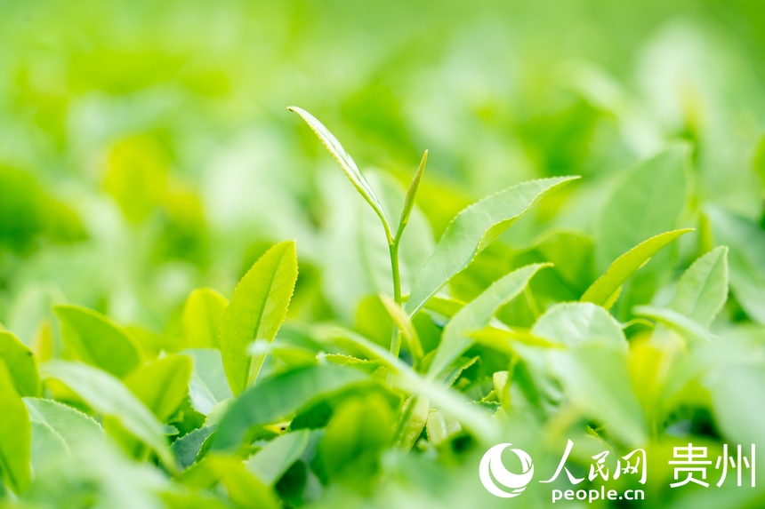 茶園內生長的茶葉。人民網 陽茜攝