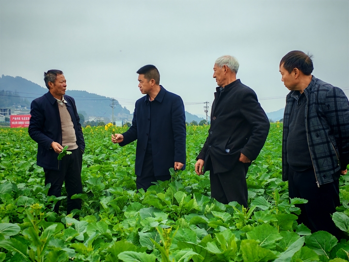 科技特派員到銀水村指導油菜管護。.jpg
