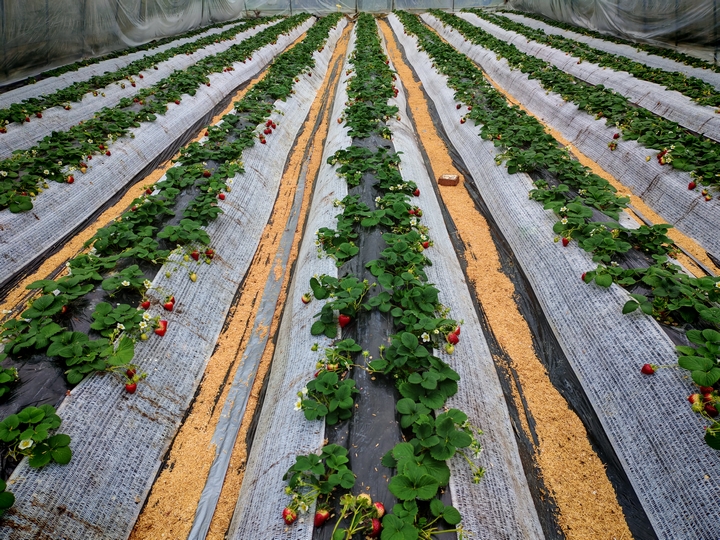 銀水村開心農場草莓 。.jpg