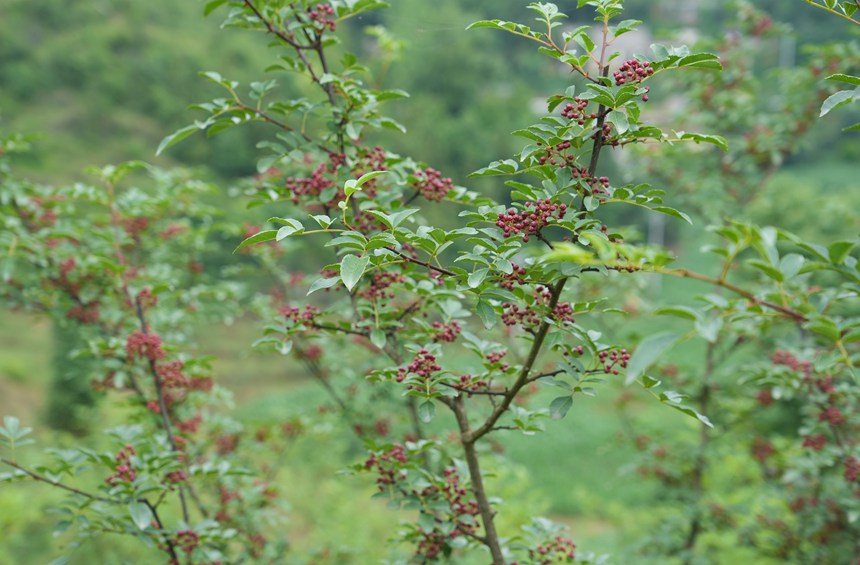 2025年6月18日,貴州省畢節市納雍縣樂治鎮沙子沖社區花椒種植基地,綴滿枝頭的花椒。 楊英攝