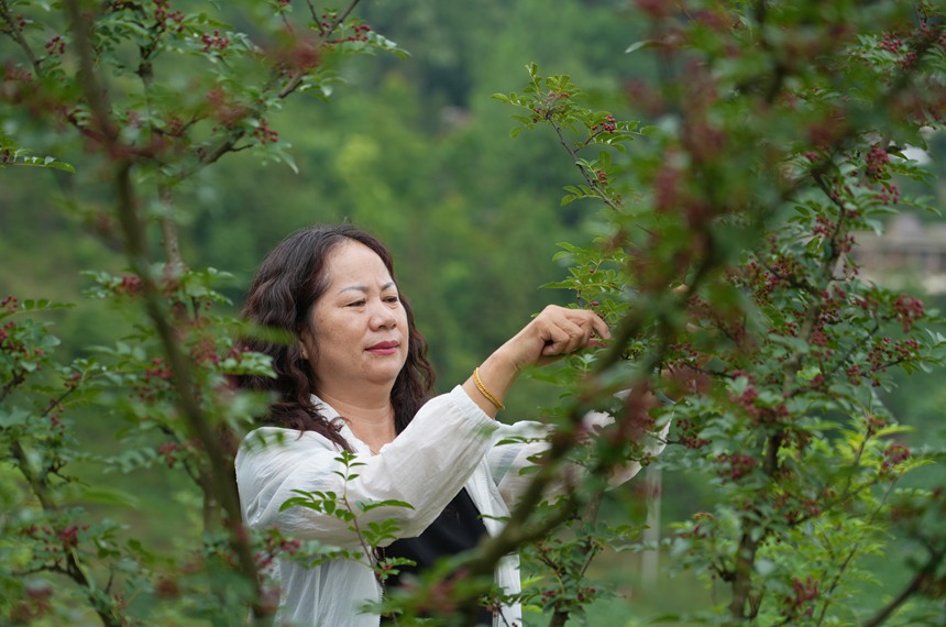 村民在采摘花椒。