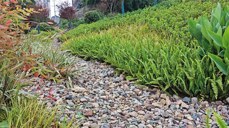 安順經開區人行道海綿化改造項目完成90%。