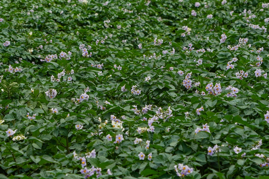 6月23日，在威寧自治縣雪山鎮(zhèn)馬鈴薯種植基地，馬鈴薯花開成“海”。