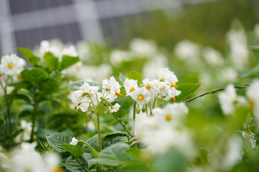 6月23日,在威寧自治縣雙龍鎮(zhèn)農(nóng)光互補(bǔ)基地,盛開的馬鈴薯花潔白如雪。