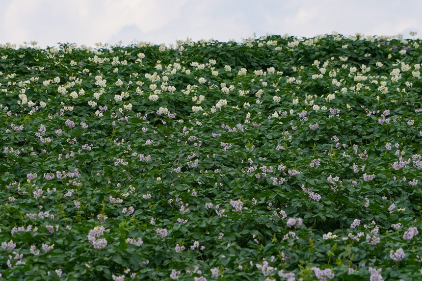 6月23日,在威寧自治縣雪山鎮馬鈴薯種植基地,馬鈴薯花白紫交織,肆意綻放。