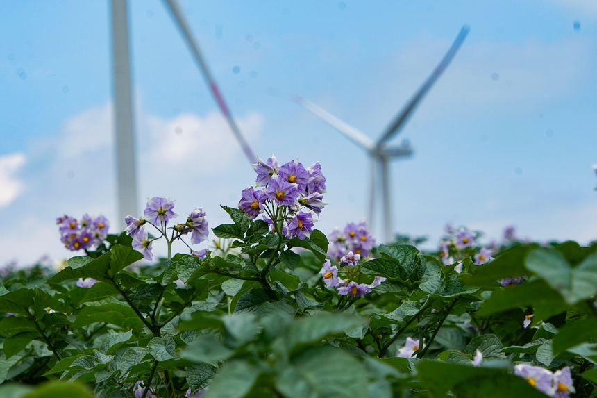 6月23日,在威寧自治縣雪山鎮(zhèn)馬鈴薯種植基地,馬鈴薯花肆意綻放。