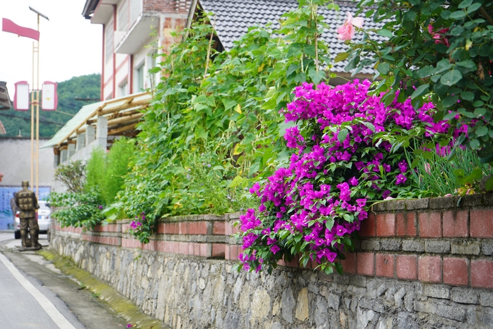 后山鎮幸福村村民精心打理的庭院,鮮花盛開,綠植蔥郁。黃源匯 攝.jpg