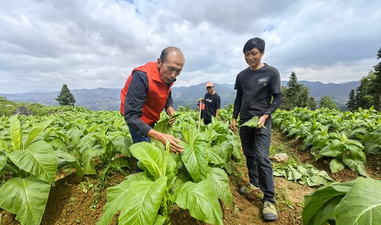 貴州思南：烤煙管護(hù)正當(dāng)時 農(nóng)技專家“把脈”保豐收