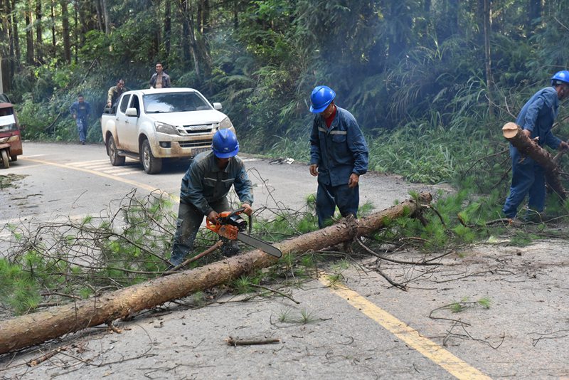 清理樹障。陳炎攝