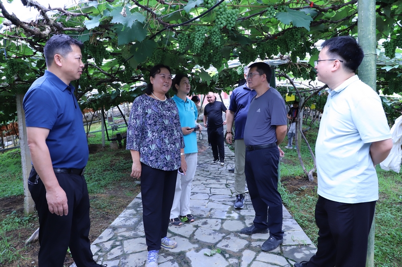 查看葡萄長勢情況。