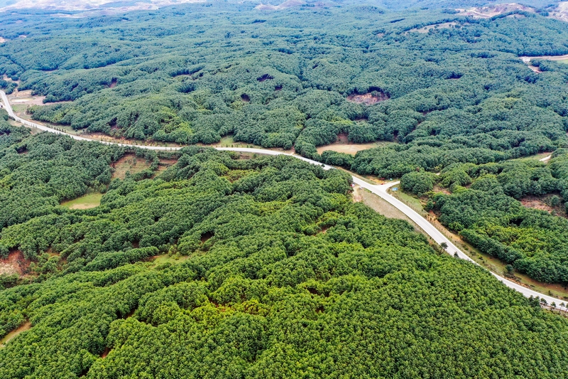 威寧自治縣國有沙子坡林場一角。岳剛攝