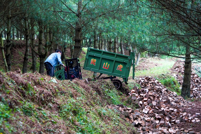 在雪山鎮狗街村，務工群眾正在運輸菌柴。趙慶能攝