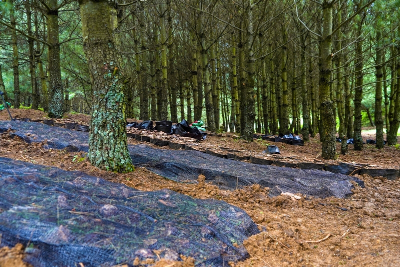 雪山鎮狗街村已培育的天麻固定苗床。趙慶能攝