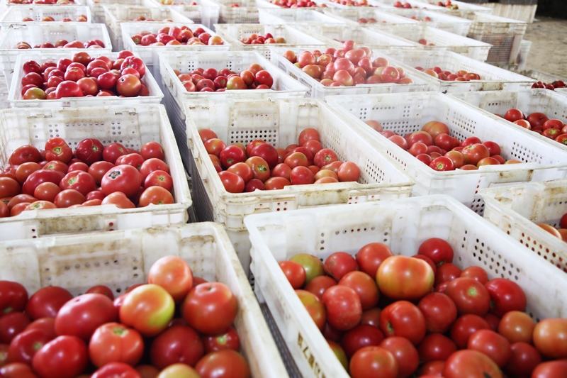 從大棚內(nèi)剛采摘回來的西紅柿。