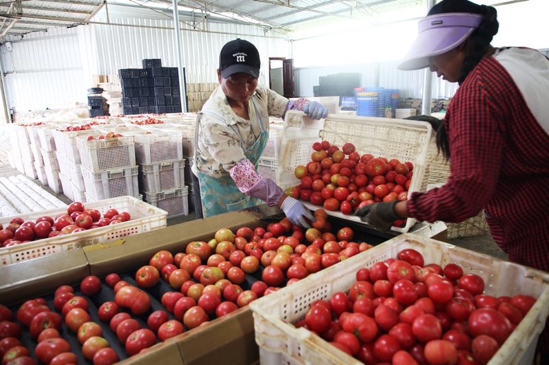 務工工人正在基地廠房內進行西紅柿分揀。