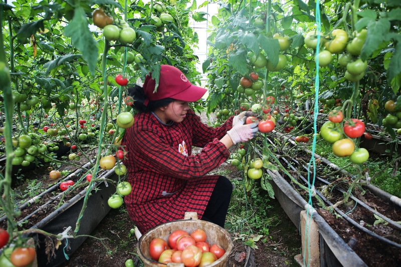 務工工人正在溫室大棚里采摘西紅柿。