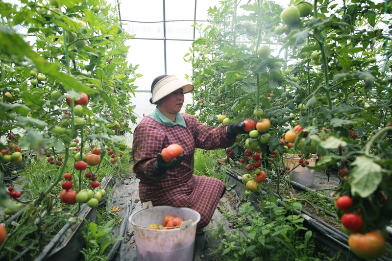 務工工人正在溫室大棚里采摘西紅柿。