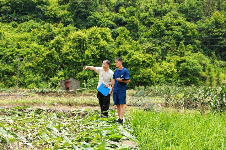 南明鎮工作人員開展農作物受災核災工作。楊菊梅攝