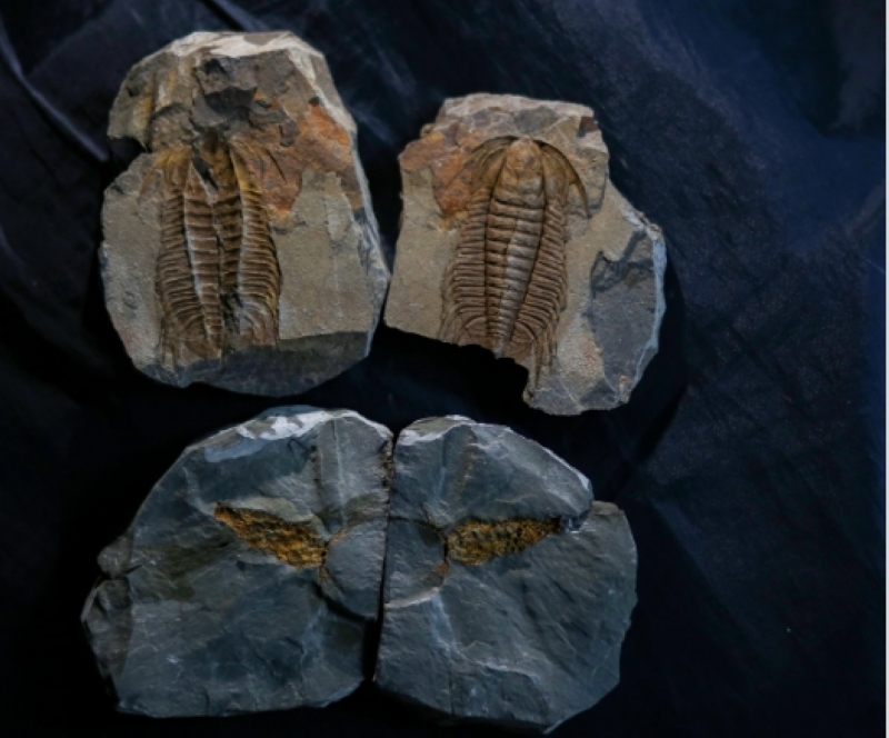 劍河古生物化石是寒武紀(jì)生命大爆發(fā)的見證。龍順偉攝