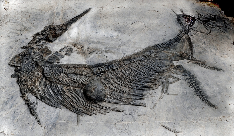 關(guān)嶺化古生物化石是研究海洋生物演化過(guò)程的重要實(shí)證。貴州省林業(yè)局供圖