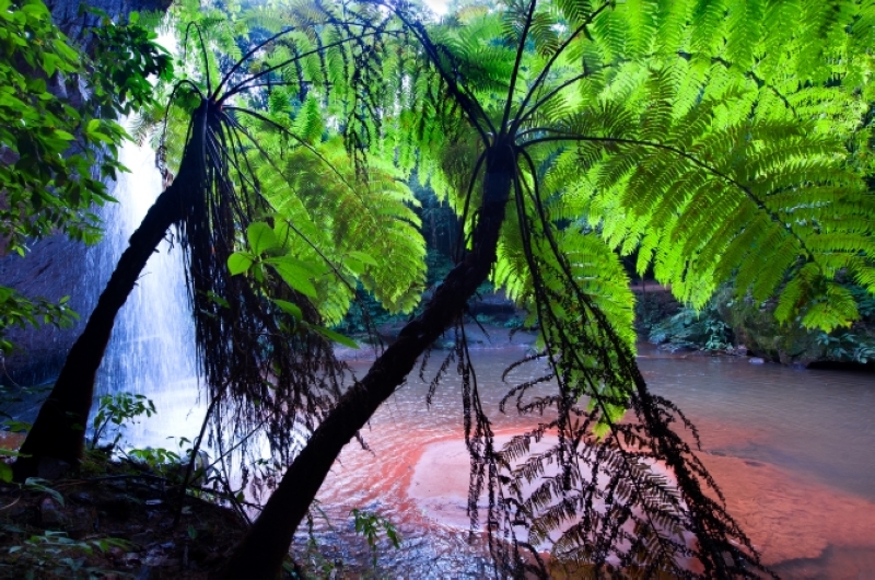 赤水桫欏是中生代侏羅紀(jì)時(shí)期的植物,約1.8億年前其種群與恐龍同生共榮。付樹湘攝