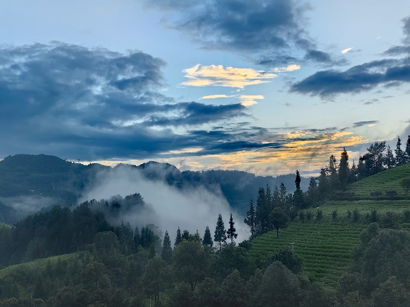 云霧繚繞的生態環境。