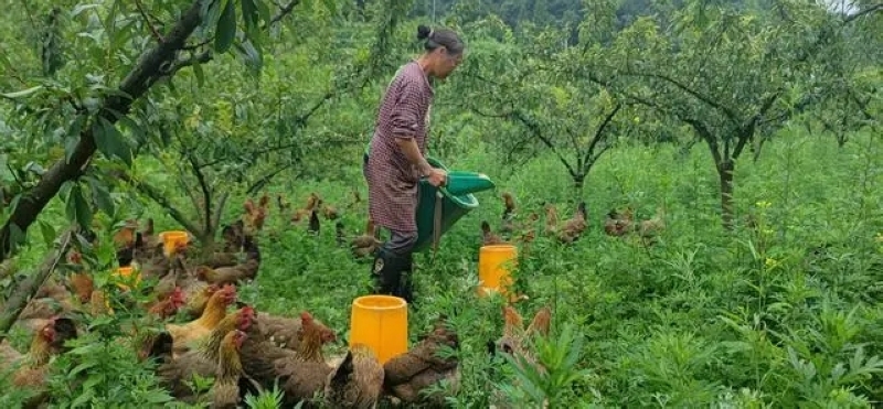 發(fā)展林下養(yǎng)雞產業(yè)。