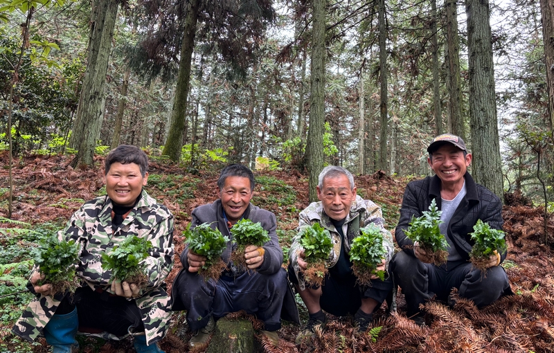 高寨鄉(xiāng)杠寨林場務工群眾正在拔黃連苗。