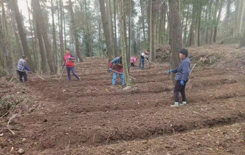 林下種植中藥財。