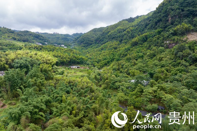 航拍貴州省遵義市赤水市長期鎮(zhèn)興旺村石斛種植基地。人民網(wǎng)記者 涂敏 攝