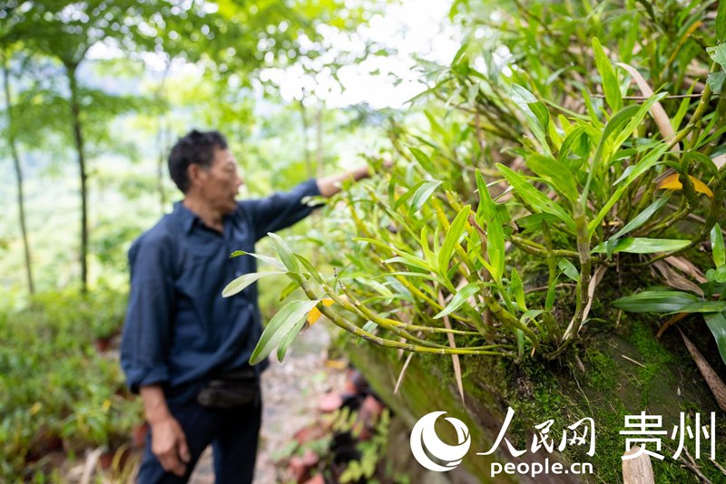 白明金在林下石斛種植基地內(nèi)查看石斛長勢。人民網(wǎng)記者 涂敏 攝