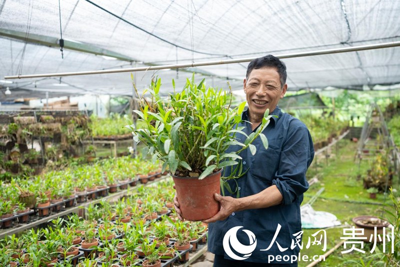 白明金向記者展示種植的盆栽石斛。人民網(wǎng)記者 涂敏攝