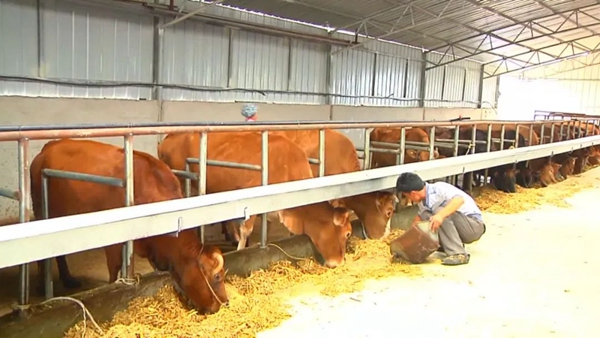 關嶺牛產業養殖。孫豪杰攝