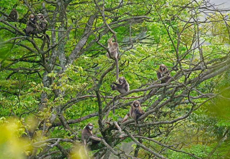 黔金絲猴。何雄周攝