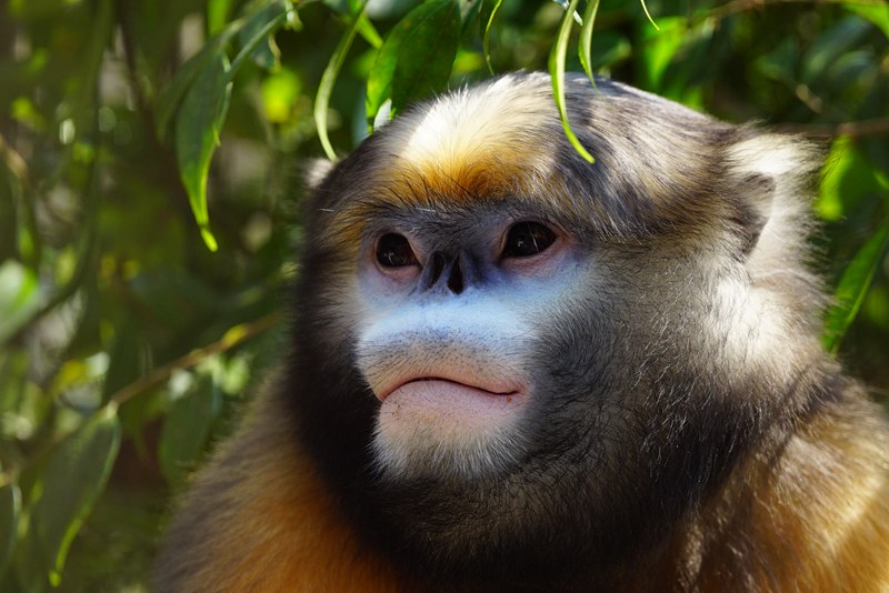 黔金絲猴。周海翔攝