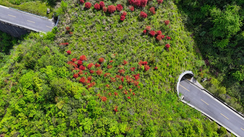 2025年5月1日，在貴州梵凈山國家級自然保護區拍攝的龍門坳生態廊道。李鶴攝