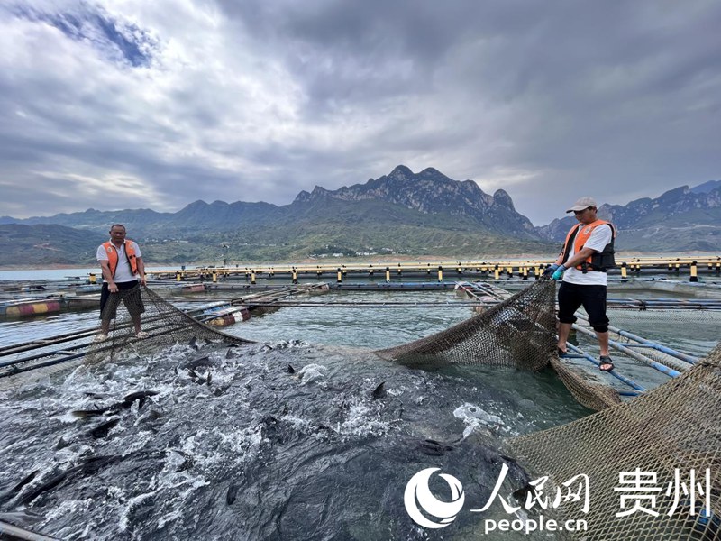 暫養(yǎng)箱內(nèi)滿載生態(tài)魚。人民網(wǎng) 陳潔泉攝