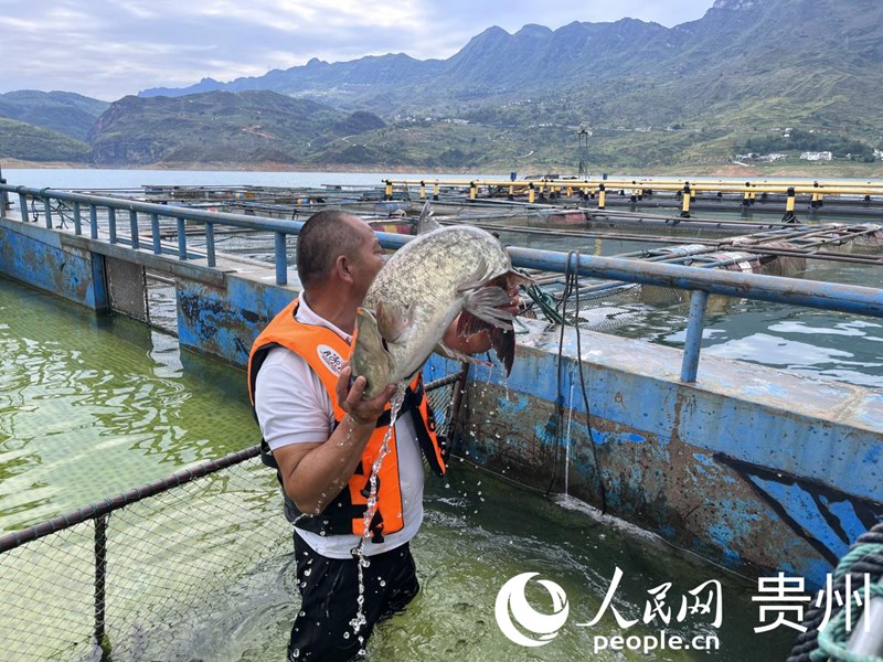 暫養(yǎng)箱內(nèi)滿載生態(tài)魚。人民網(wǎng) 陳潔泉攝